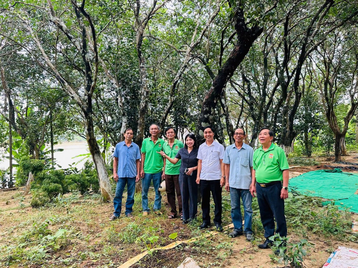 Hội Nông dân Huế thúc đẩy ứng dụng khoa học kỹ thuật trong trồng thanh trà