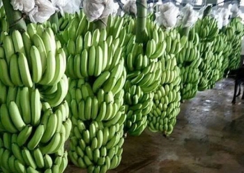 Tăng cường kiểm soát an toàn thực phẩm đối với chuối tươi xuất khẩu sang Trung Quốc
