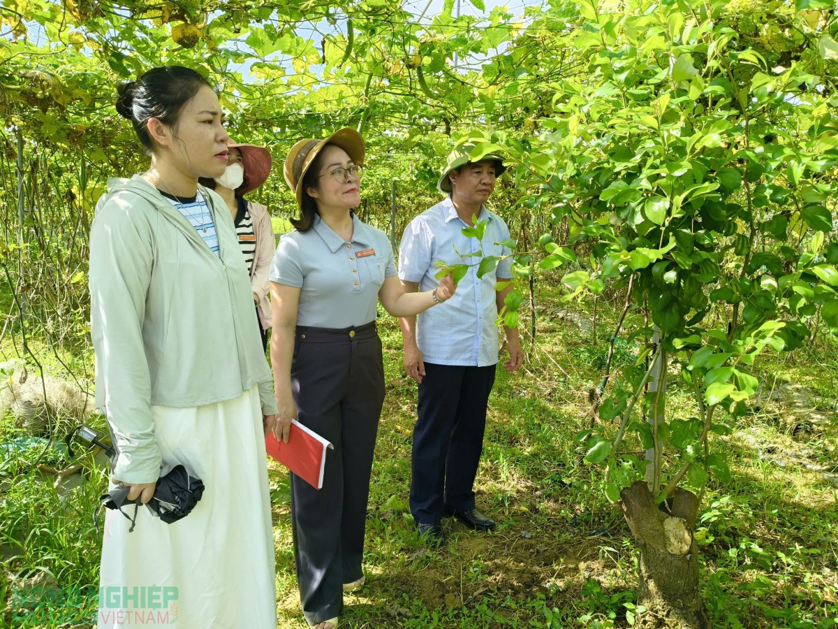 Nông dân Đô Lương đưa chủ trương của Đảng vào cuộc sống