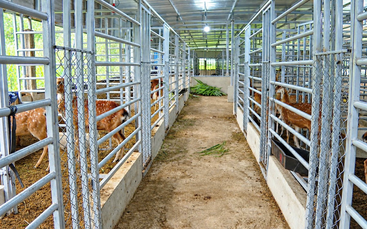 Nuôi hươu lấy nhung giúp người dân Phước Chánh tăng thu nhập