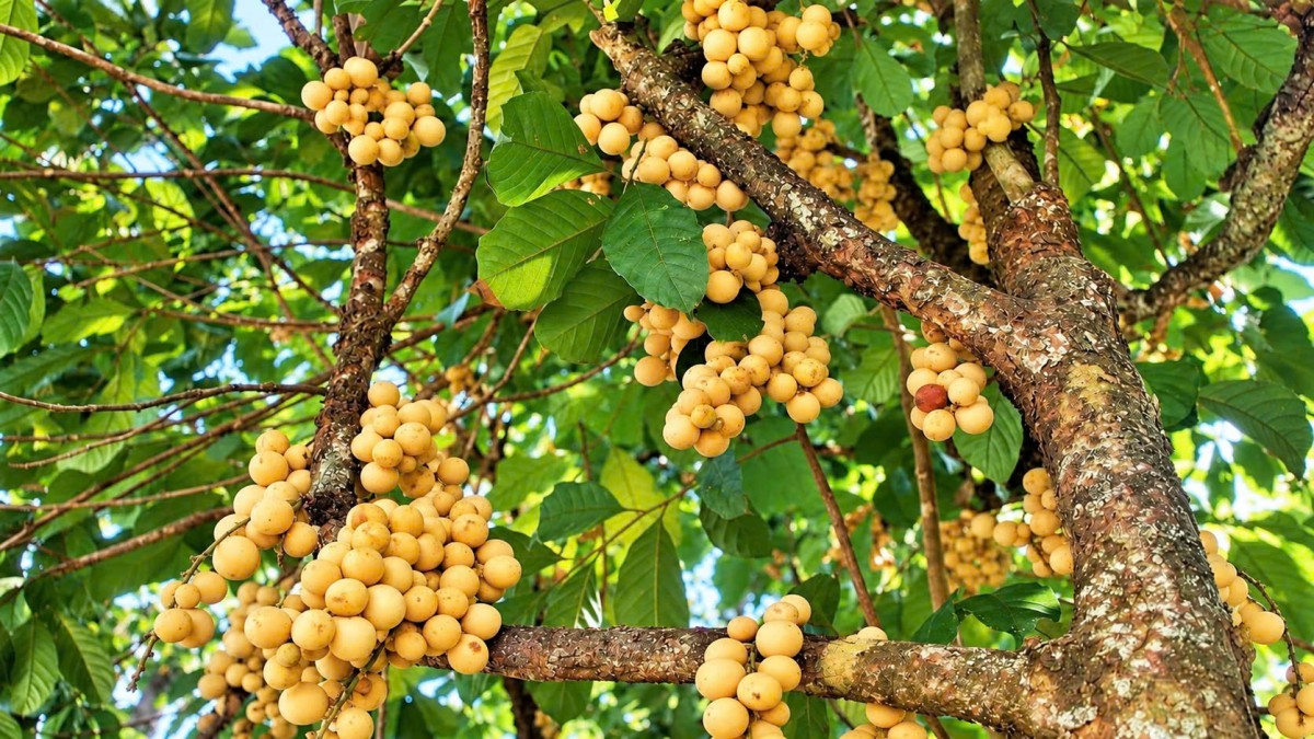 Nông dân xứ Tiên phấn khởi khi Bòn bon được mùa, được giá