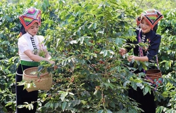 Cà phê Sơn La: Nâng tầm Arabica từ canh tác sinh thái