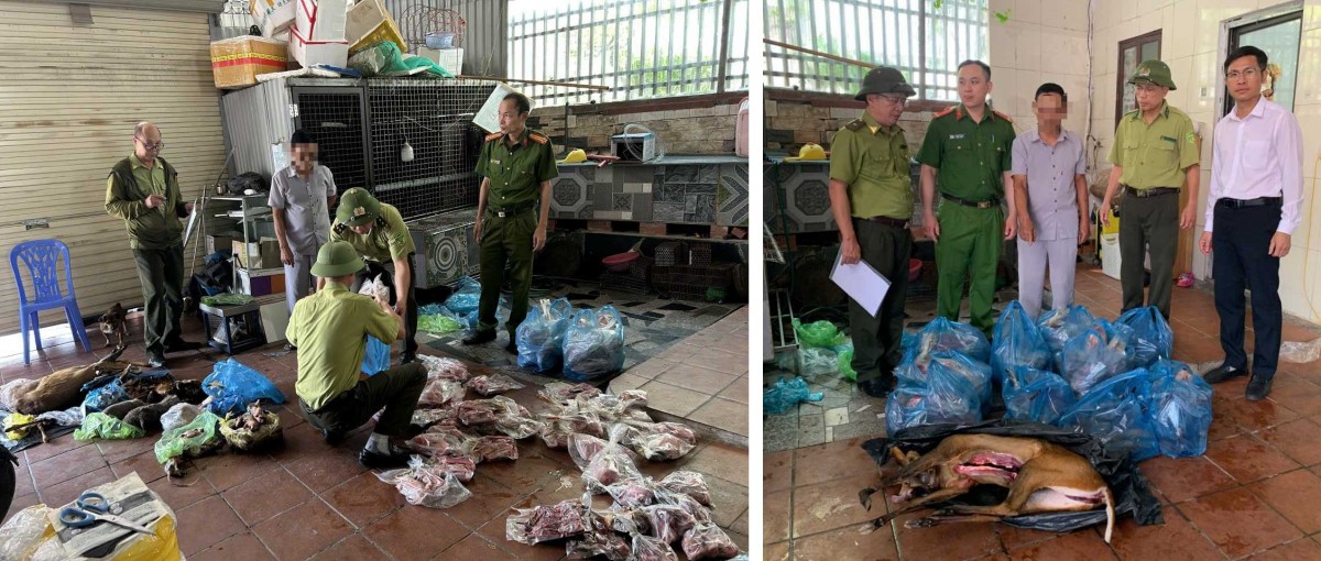 Các lực lượng tiến hành phân loại và kiểm đếm số động vật hoang dã để tạm giữ tang vật vi phạm. Ảnh: Cổng thông tin điện tử Quảng Ninh