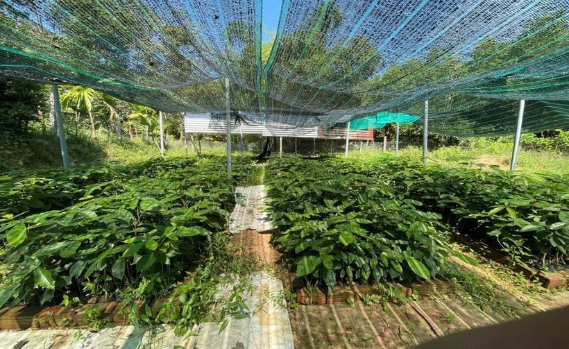 Vườn ươm cây bản địa tại Phúc Lộc gắn sinh kế bền vững với bảo vệ rừng FSC.