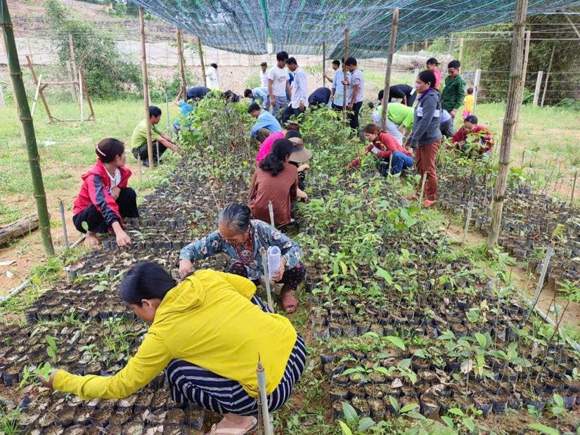 Vườn ươm cây bản địa tại Phúc Lộc gắn sinh kế bền vững với bảo vệ rừng FSC.