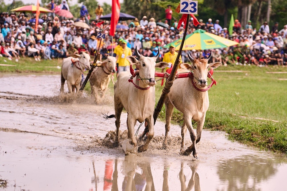 Bình Điền và 5 năm nối dài sức sống di sản Đua bò Bảy Núi