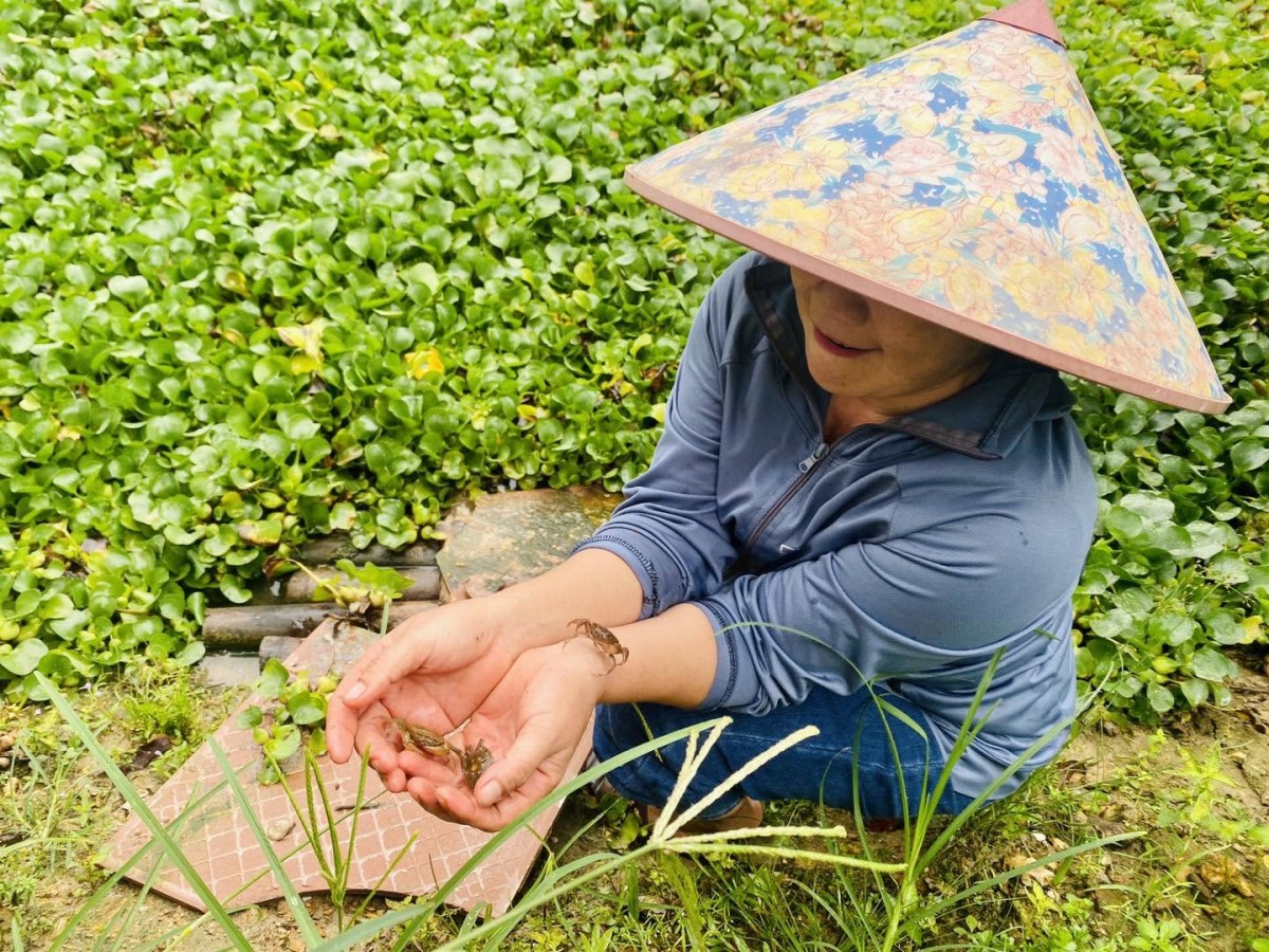 Mở hướng phát triển kinh tế từ mô hình nuôi cua đồng thương phẩm
