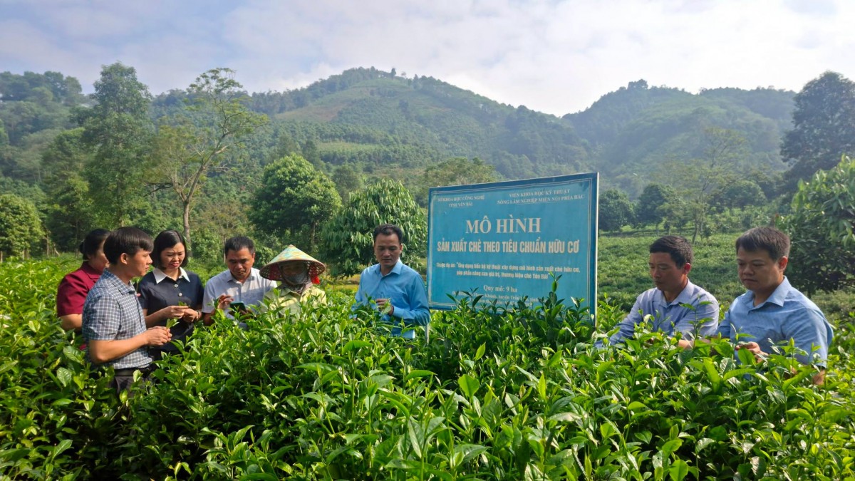 Lào Cai: Thúc đẩy ứng dụng tiến bộ kỹ thuật, mở rộng mô hình sản xuất chè hữu cơ tại xã Hưng Khánh
