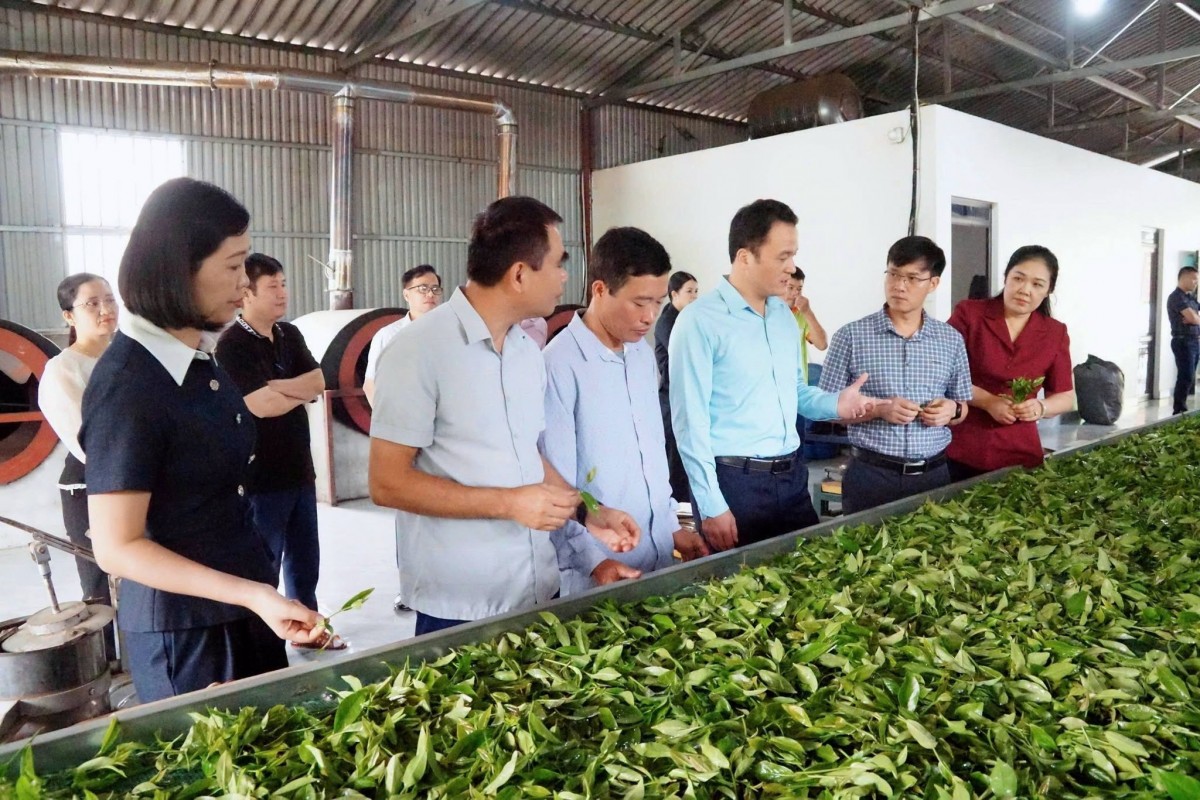 Lào Cai: Thúc đẩy ứng dụng tiến bộ kỹ thuật, mở rộng mô hình sản xuất chè hữu cơ tại xã Hưng Khánh