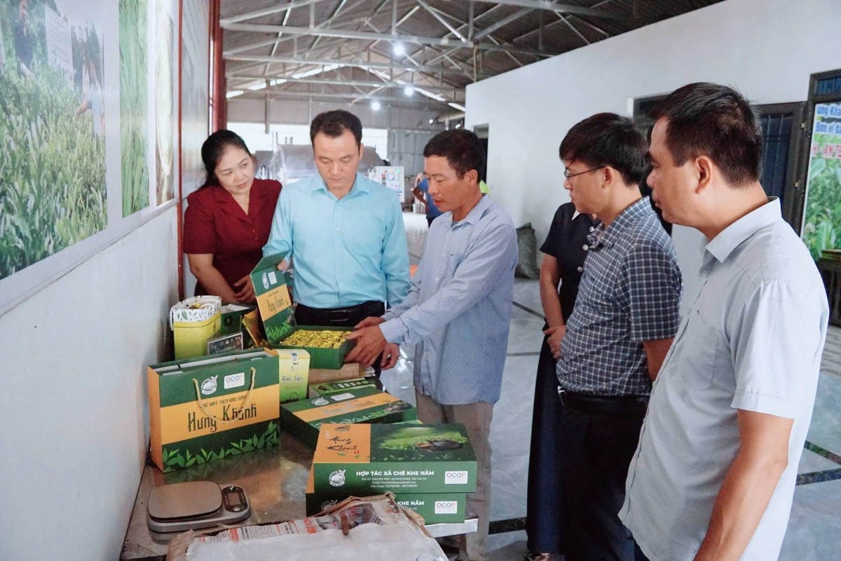 Lào Cai: Thúc đẩy ứng dụng tiến bộ kỹ thuật, mở rộng mô hình sản xuất chè hữu cơ tại xã Hưng Khánh