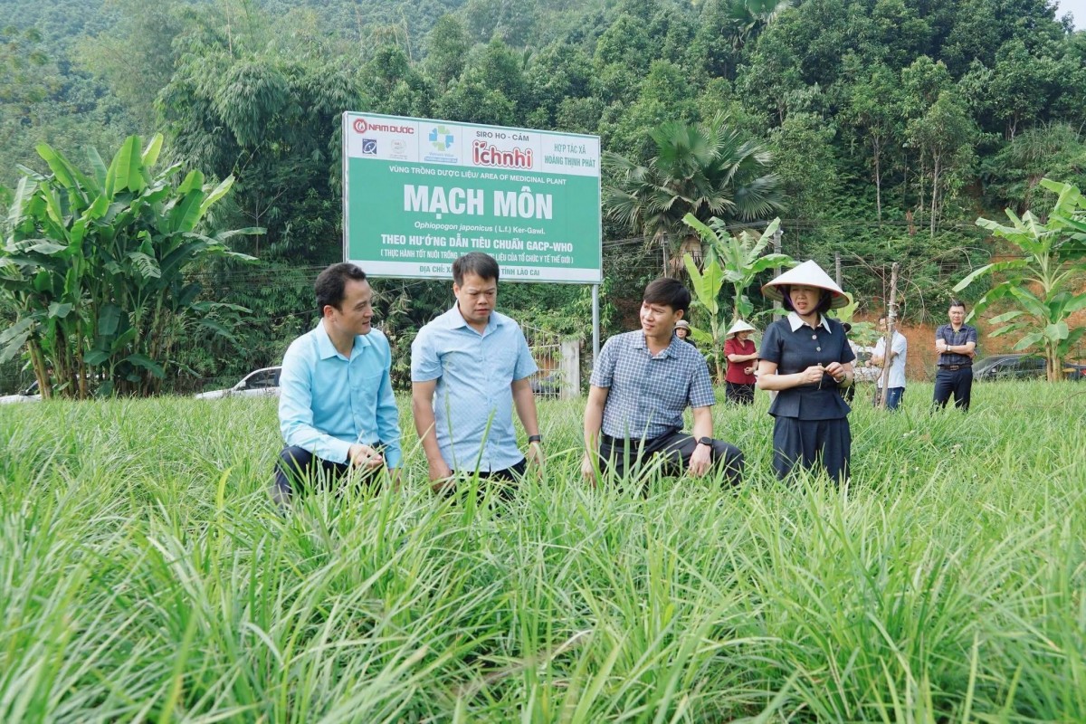 Lào Cai: Thúc đẩy ứng dụng tiến bộ kỹ thuật, mở rộng mô hình sản xuất chè hữu cơ tại xã Hưng Khánh
