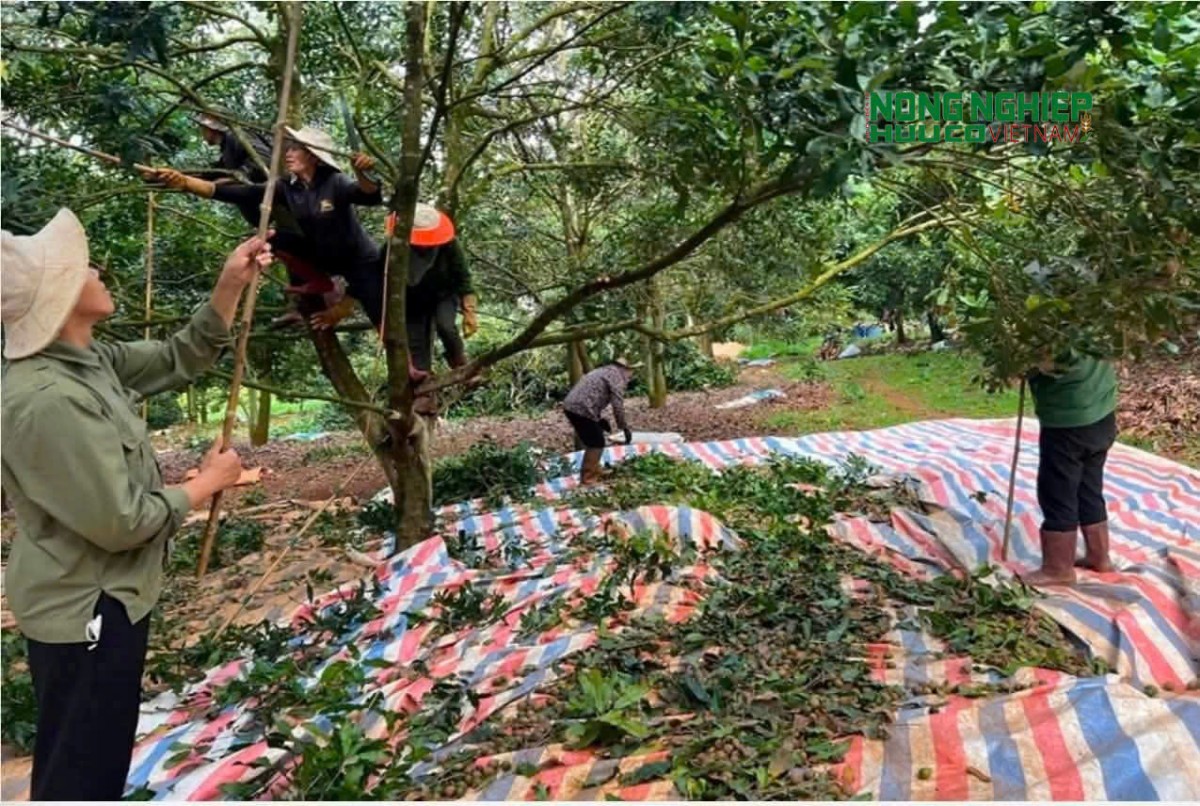 Xã Quảng Trực phát huy lợi thế nông nghiệp, cửa khẩu để phát triển kinh tế vùng biên