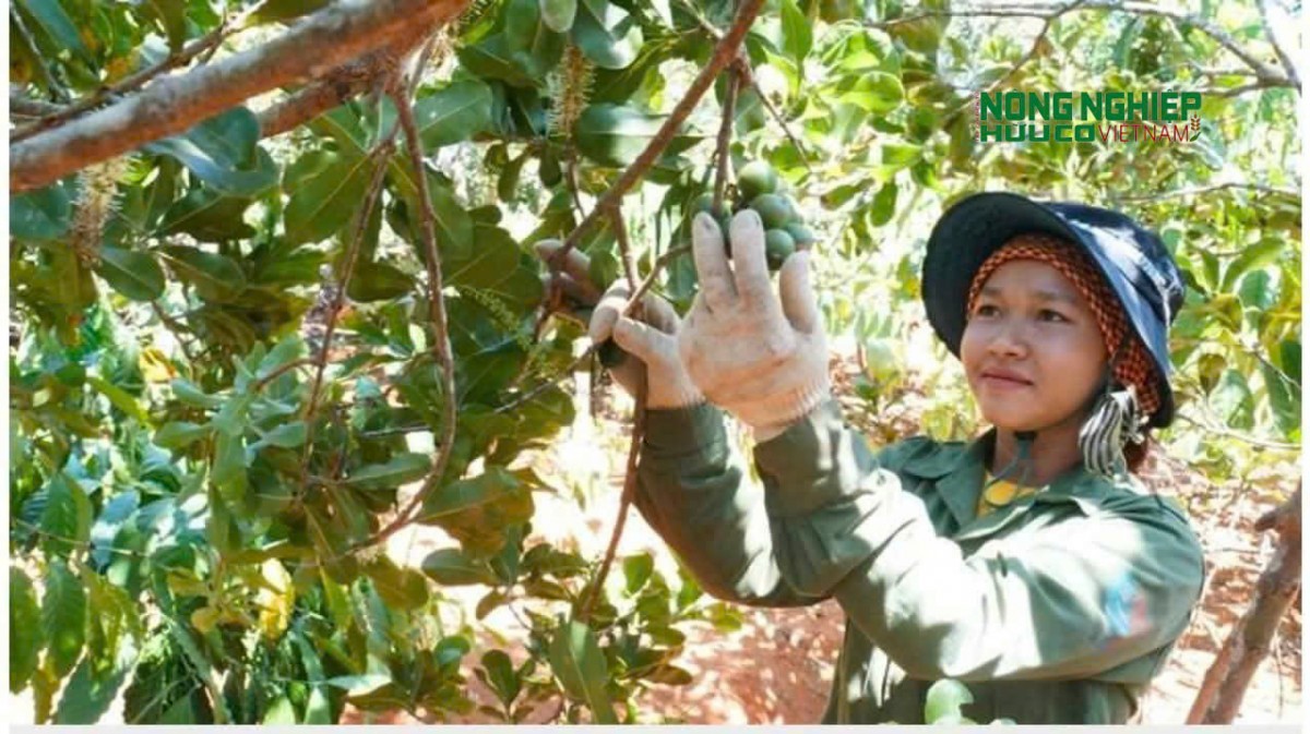 Người nông dân Quảng Trực vững vàng nơi phên dậu Tổ quốc