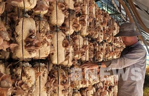 Phát triển công nghệ, nâng tầm giá trị ngành nấm Việt Nam