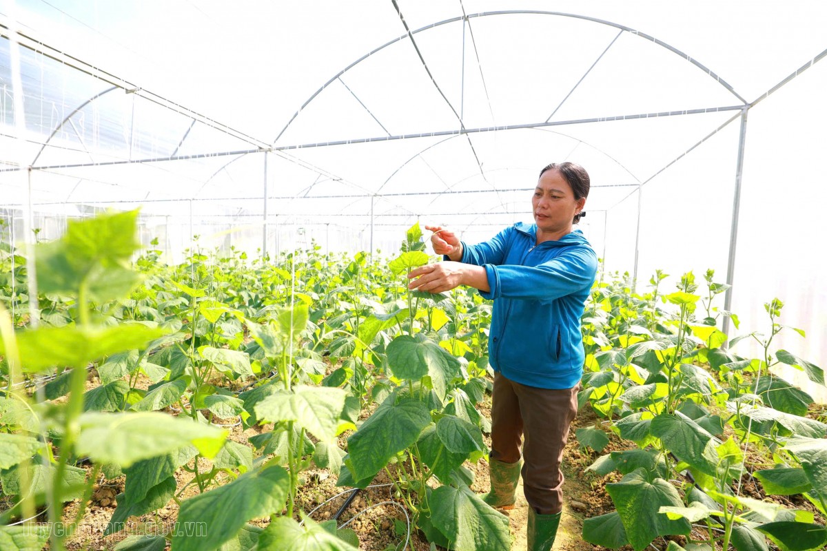 Tuyên Quang: Hội Nông dân đồng hành cùng hội viên phát triển kinh tế