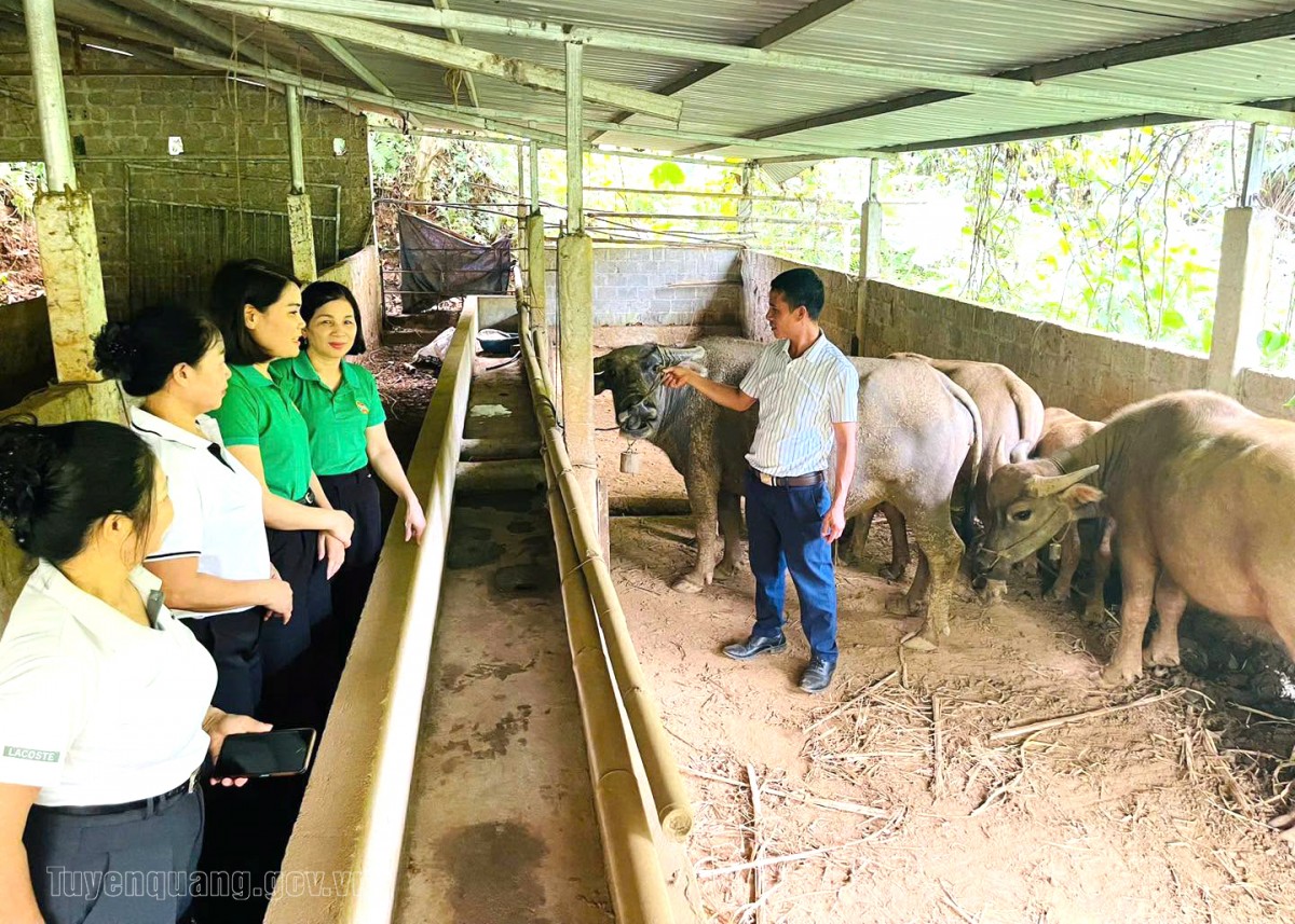 Tuyên Quang: Hội Nông dân đồng hành cùng hội viên phát triển kinh tế
