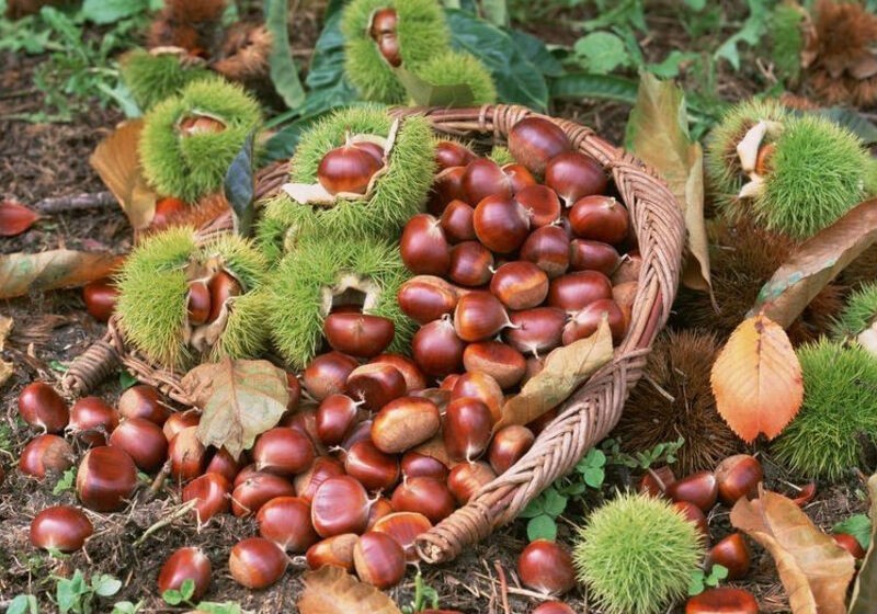 Từ đặc sản quê nhà đến thương hiệu OCOP