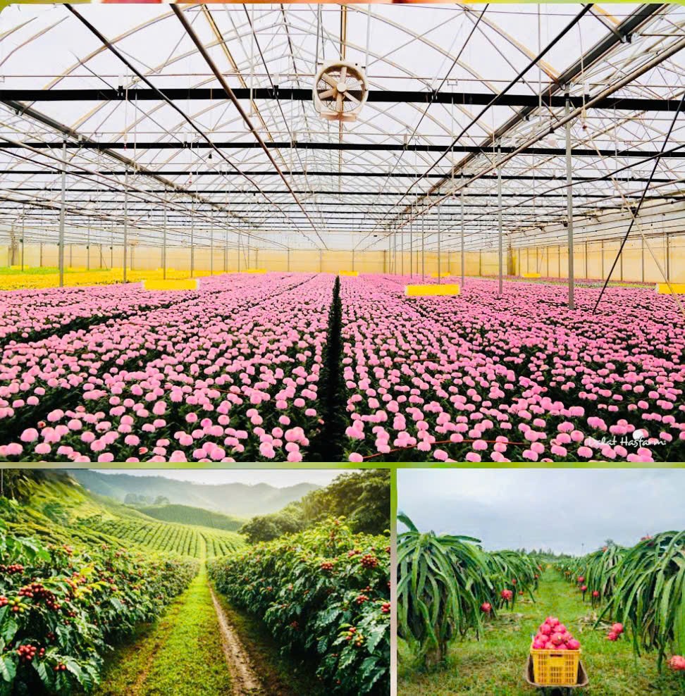 Lâm Đồng duy trì đà tăng trưởng trồng trọt, chủ động ứng phó nguy cơ thiếu nước