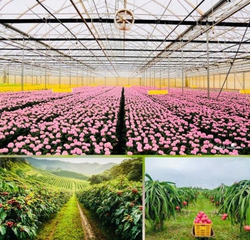 Lâm Đồng duy trì đà tăng trưởng trồng trọt, chủ động ứng phó nguy cơ thiếu nước
