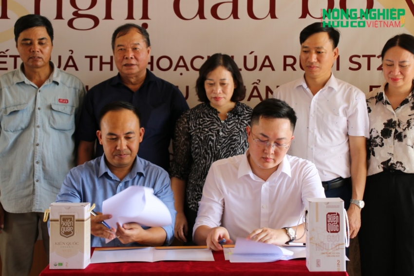 Kiến Quốc phát triển vùng lúa rươi hữu cơ, nâng tầm giá trị nông sản Hải Phòng