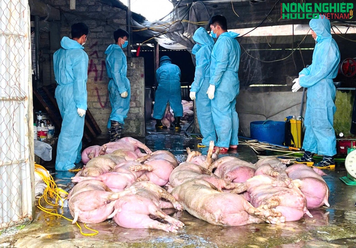 Dịch tả lợn châu Phi diễn biến phức tạp tại xã Nghĩa Đồng, hơn 46 tấn lợn buộc phải tiêu hủy