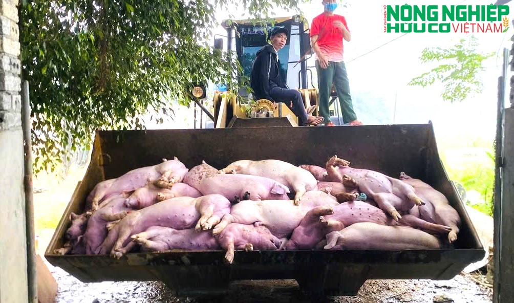 Dịch tả lợn châu Phi diễn biến phức tạp tại xã Nghĩa Đồng, hơn 46 tấn lợn buộc phải tiêu hủy