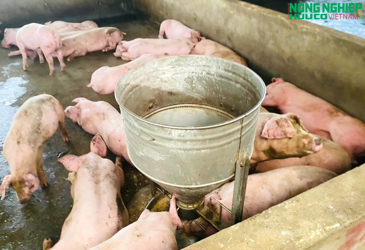 Dịch tả lợn châu Phi diễn biến phức tạp tại xã Nghĩa Đồng, hơn 46 tấn lợn buộc phải tiêu hủy