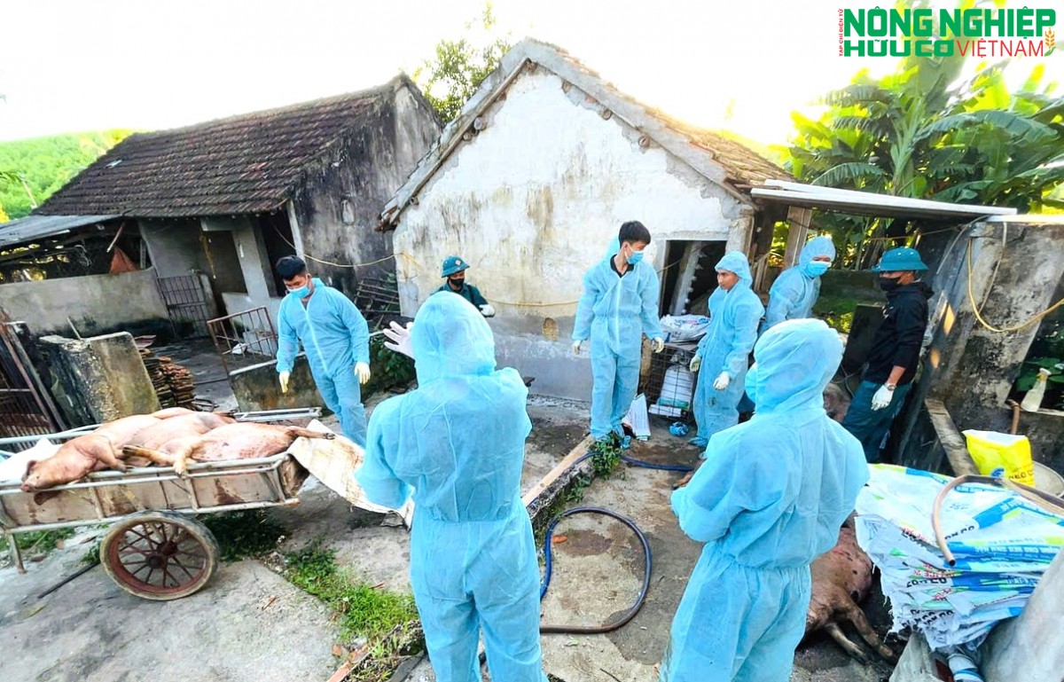 Dịch tả lợn châu Phi diễn biến phức tạp tại xã Nghĩa Đồng, hơn 46 tấn lợn buộc phải tiêu hủy
