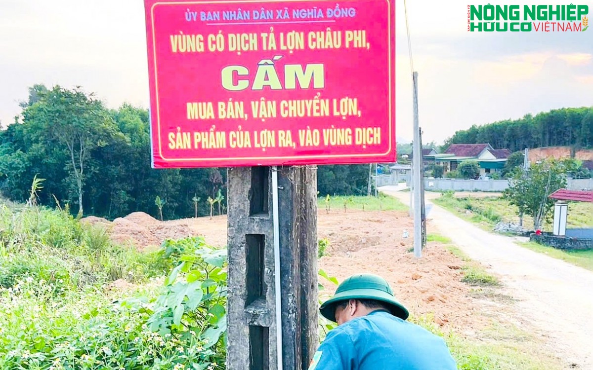Dịch tả lợn châu Phi diễn biến phức tạp tại xã Nghĩa Đồng, hơn 46 tấn lợn buộc phải tiêu hủy