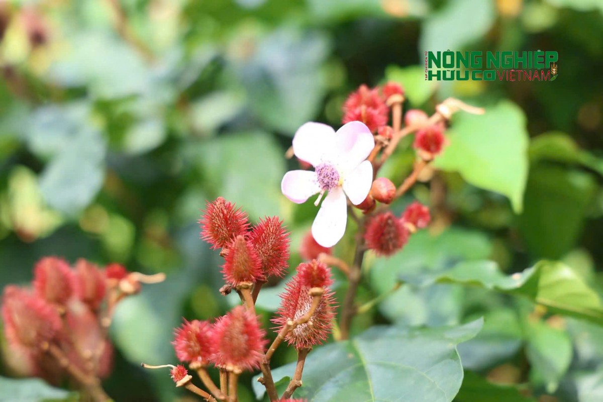 Mùa hoa cà ri tím biếc, khoe sắc trên vùng đất biên giới