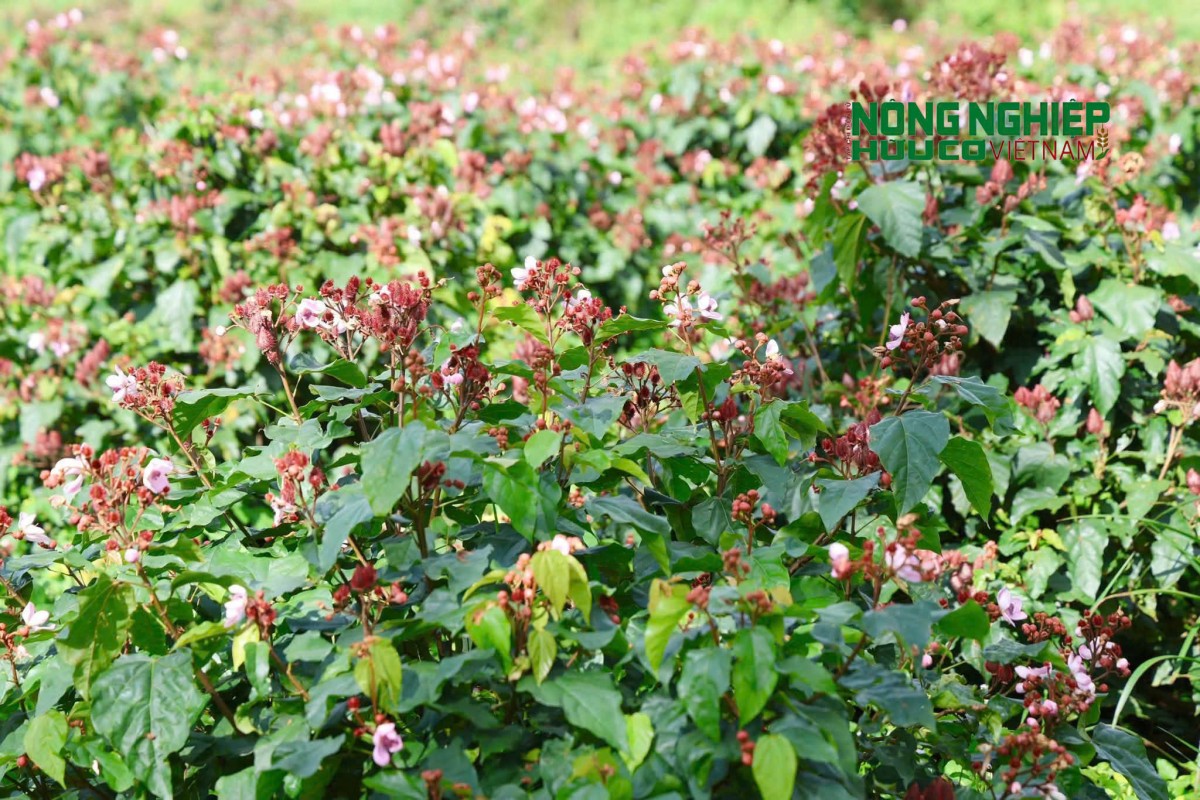 Mùa hoa cà ri tím biếc, khoe sắc trên vùng đất biên giới
