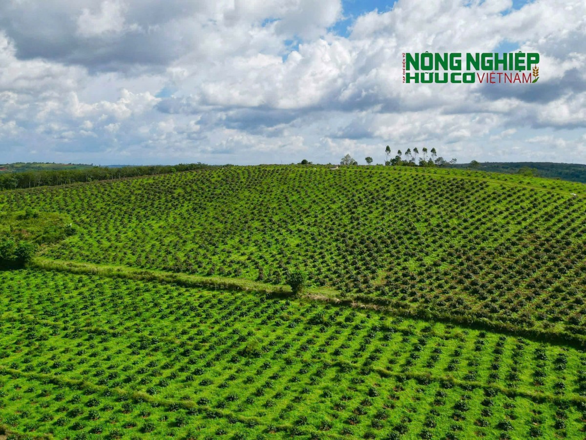 Kiểm điểm trách nhiệm nhiều cá nhân liên quan đến sai phạm trong quản lý, bảo vệ rừng