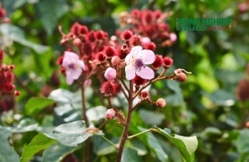 Mùa hoa cà ri tím biếc, khoe sắc trên vùng đất biên giới
