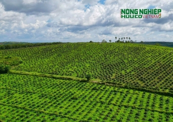 Kiểm điểm trách nhiệm nhiều cá nhân liên quan đến sai phạm trong quản lý, bảo vệ rừng