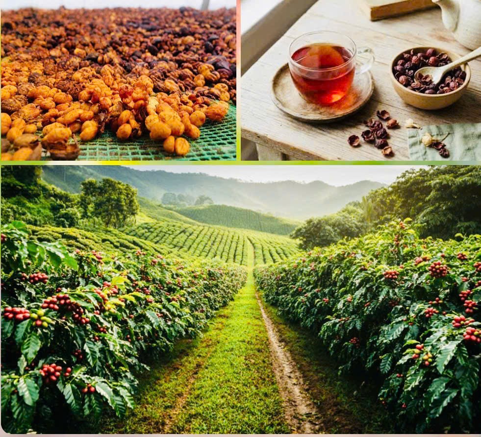 Lâm Đồng tổ chức hội nghị quốc tế tìm giải pháp nâng tầm giá trị cà phê