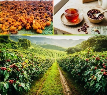 Lâm Đồng tổ chức hội nghị quốc tế tìm giải pháp nâng tầm giá trị cà phê