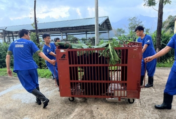 Mỗi cá thể Gấu được chuyển giao - Hệ sinh thái càng được bảo vệ và đa dạng hơn