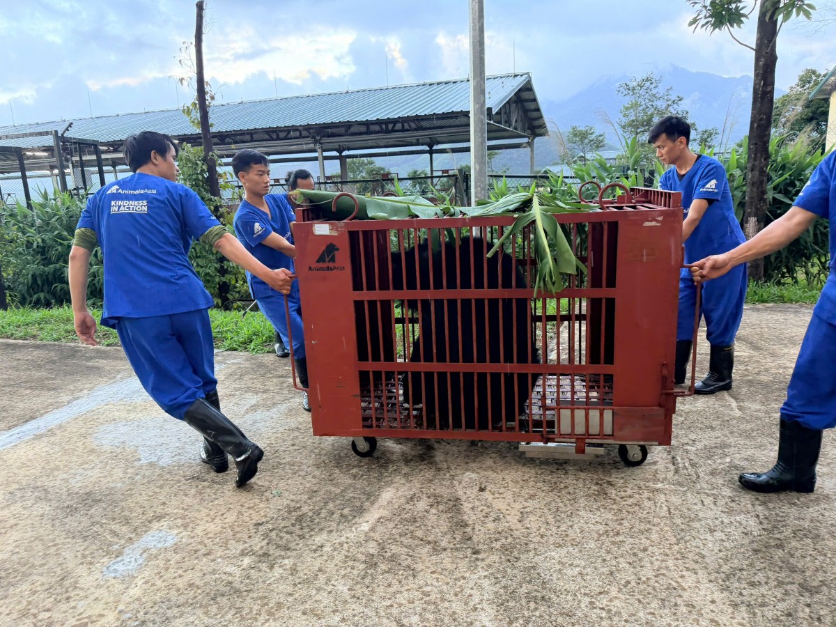 Cứu hộ gấu ngựa, bảo vệ động vật hoang dã, gìn giữ môi trường sinh thái và đa dạng sinh học tại Việt Nam.