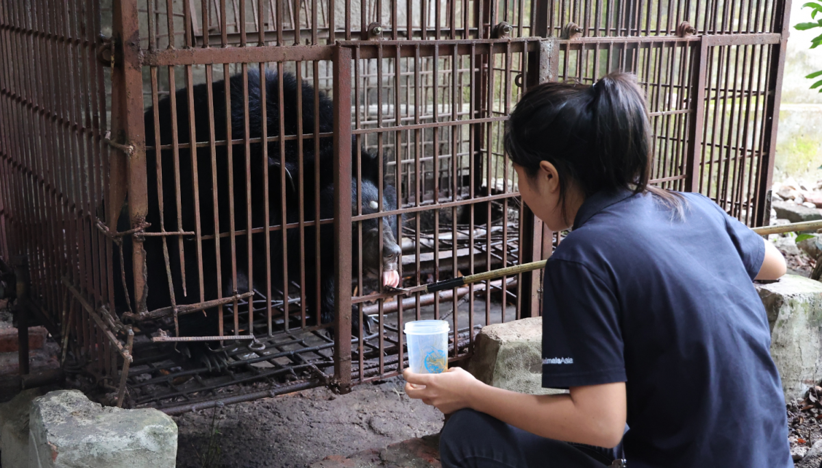 Cứu hộ gấu ngựa, bảo vệ động vật hoang dã, gìn giữ môi trường sinh thái và đa dạng sinh học tại Việt Nam.