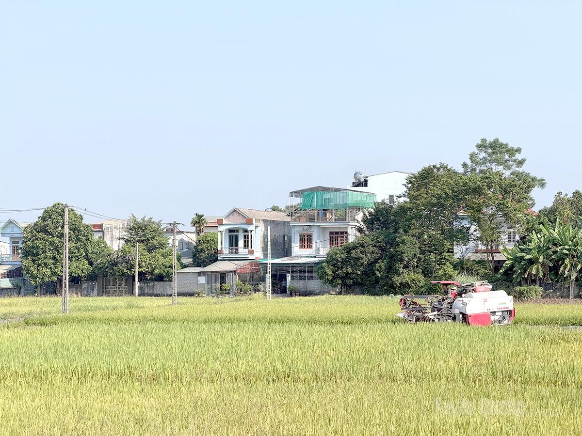 Tuyên Quang: Nông dân khẩn trương thu hoạch lúa mùa, đẩy nhanh sản xuất vụ đông