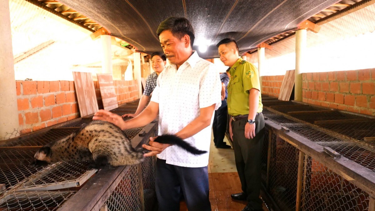 Mô hình nuôi cầy vòi hương Khe Tre bảo tồn đa dạng sinh học và bảo vệ tài nguyên rừng.