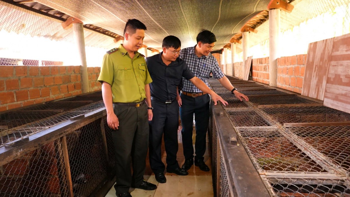 Mô hình nuôi cầy vòi hương Khe Tre bảo tồn đa dạng sinh học và bảo vệ tài nguyên rừng.