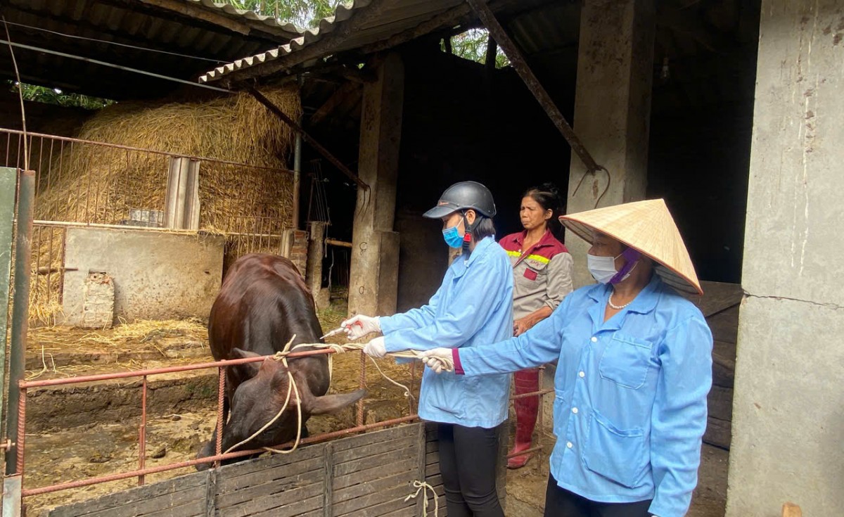 Quảng Trị: Tăng cường công tác tiêm phòng vắc xin cho đàn vật nuôi trên địa bàn