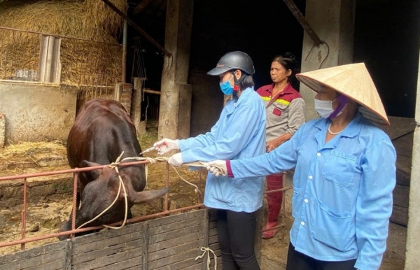 Quảng Trị: Tăng cường công tác tiêm phòng vắc xin cho đàn vật nuôi trên địa bàn