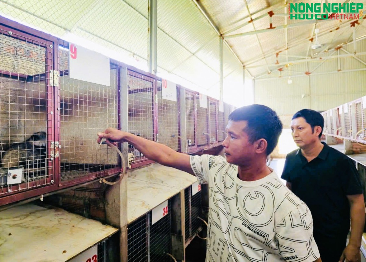Bỏ nghề thợ mộc, mạnh dạn đầu tư nuôi chồn hương, thu lãi khoảng 2 tỷ đồng mỗi năm