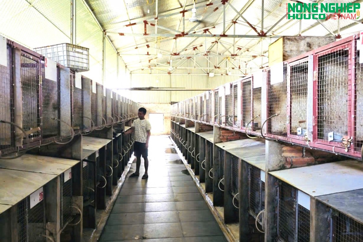 Bỏ nghề thợ mộc, mạnh dạn đầu tư nuôi chồn hương, thu lãi khoảng 2 tỷ đồng mỗi năm