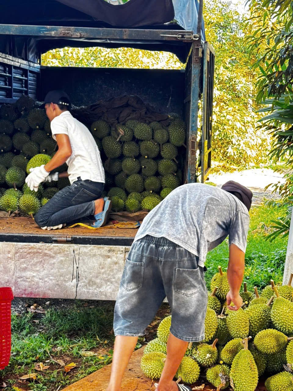 Gia Lai: Ia Hrú phát huy thế mạnh, nâng tầm giá trị nông nghiệp