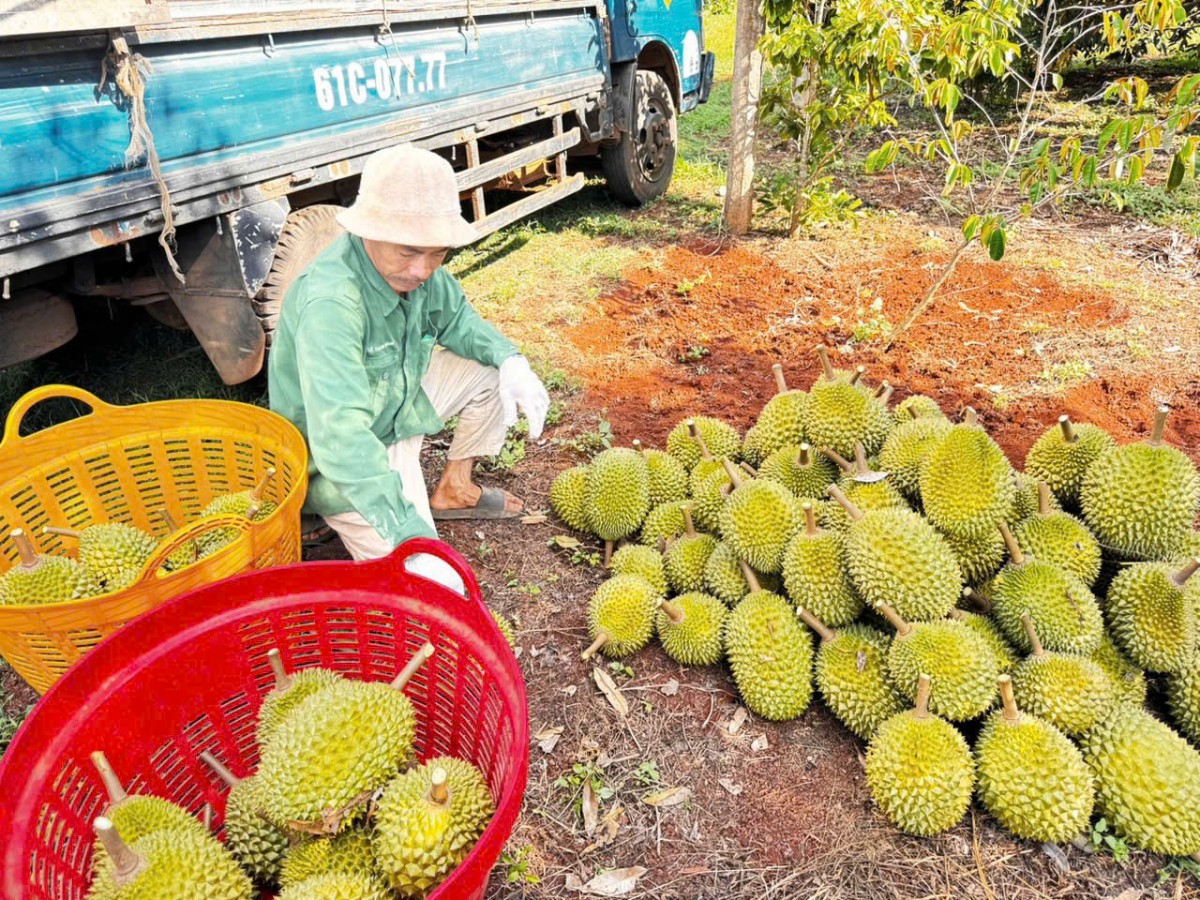 Gia Lai: Ia Hrú phát huy thế mạnh, nâng tầm giá trị nông nghiệp