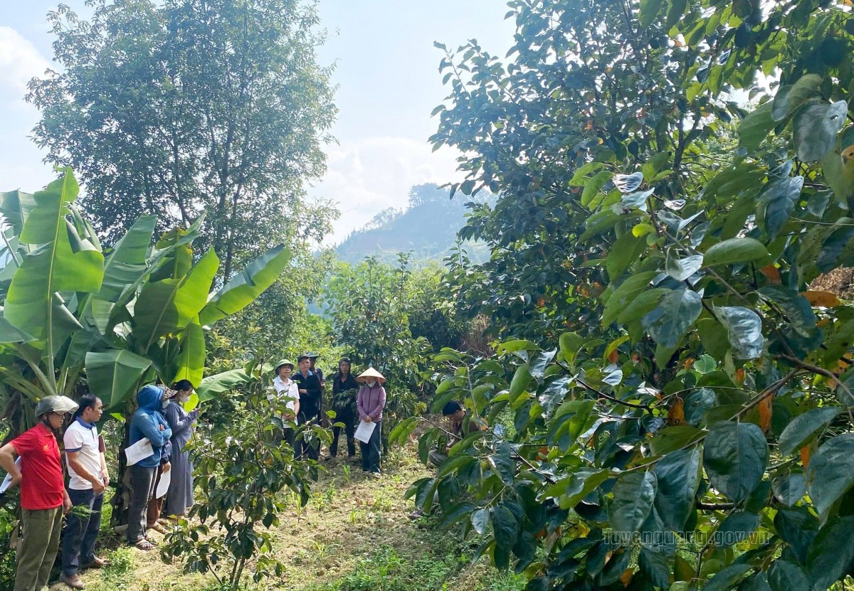 Tuyên Quang: Xã Cán Tỷ phát huy lợi thế nông nghiệp đặc sản, hướng tới phát triển bền vững