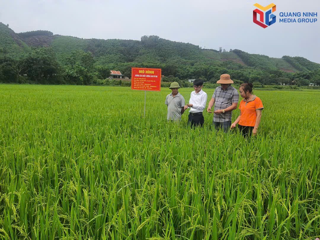 Người dân xã Đầm Hà trồng giống lúa Japonica.
